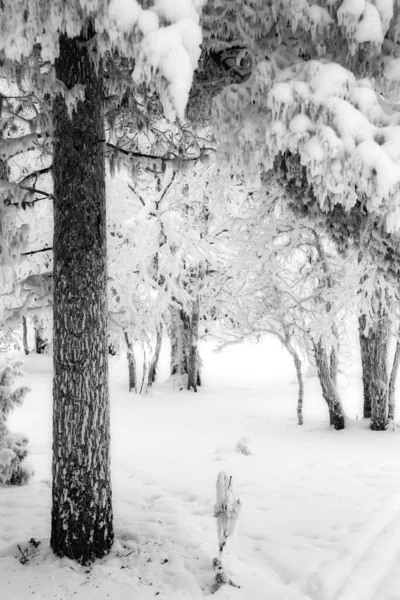 Tronc Arbre Milieu Champ Neigeux — Photo