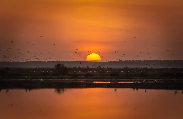 Захід Сонця Болоті Літаючими Птахами — стокове фото