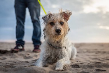 raceless bitch lying on the sand on the beach with her owner's legs in the background