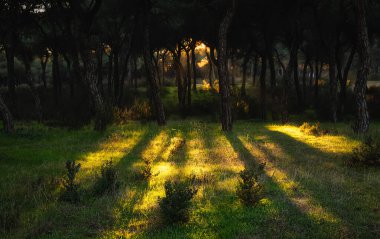 Turuncu güneş ışınları günbatımında bir ormanın dallarını delip geçiyor. Yerin bazı kısımlarını aydınlatıyor ve gerisini kameranın önünde gölgede bırakıyor.