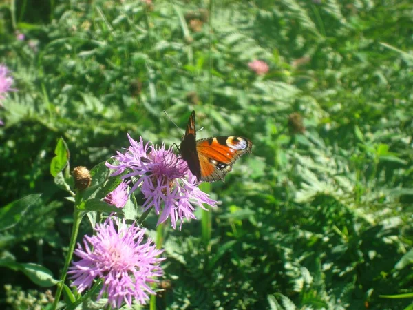 Papillon Orange Vif Est Assis Sur Une Fleur Violette Sur — Photo