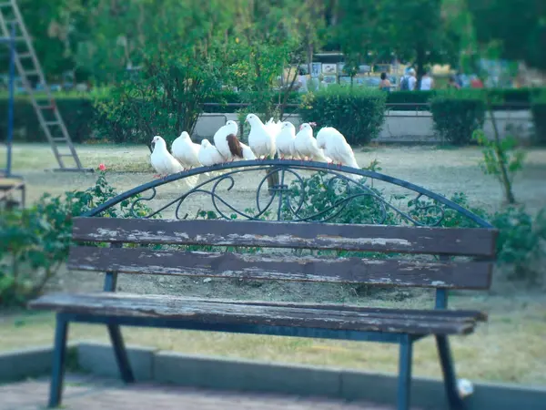 夏天的傍晚 鸟儿是白色的 鸽子坐在花园里的长椅上 — 图库照片
