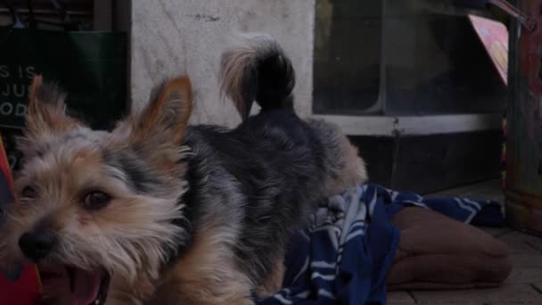 Söt glad terrier hund sitter utanför en butik stretching och gäspning — Stockvideo