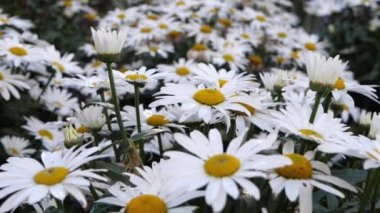 Çayırda büyüyen büyük papatya çiçekleri. 