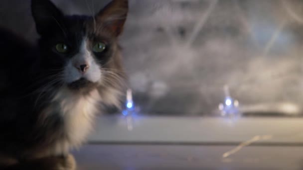 Kat zittend in de winter venster meeuwen op camera — Stockvideo