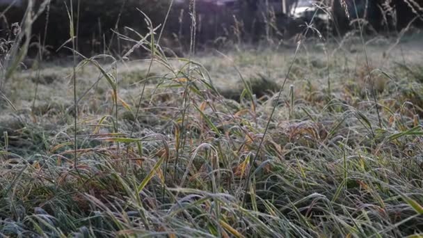 Beku tertutup rumput tinggi di padang rumput musim dingin — Stok Video
