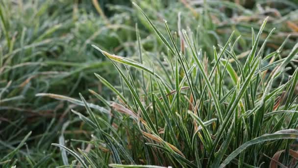 Frost täckt gräs på vintern dag i ett fält — Stockvideo