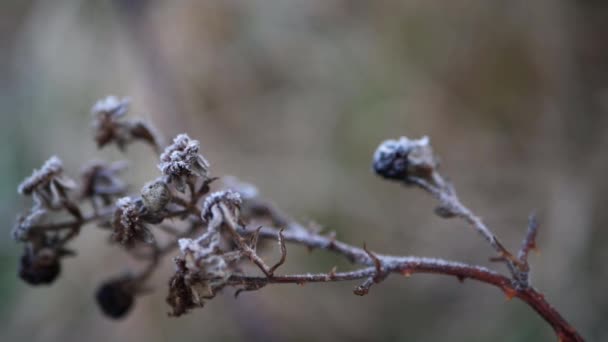 Frost an einem Brombeerstrauch mitten im Winter — Stockvideo