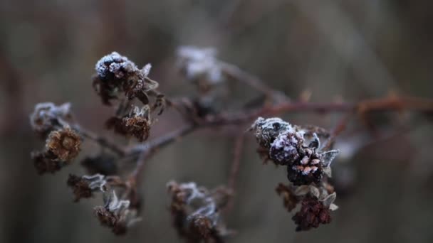 Мороз на кусте ежевики в холодный зимний день — стоковое видео