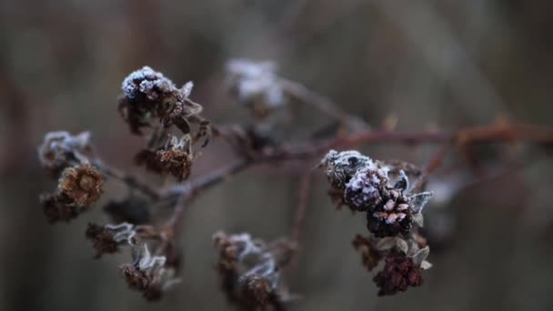 Frost on a blackberry bush on cold winter day — Stock Footage Frost on a blackberry bush on cold winter day Royalty Free Stock Footage