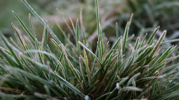 Salju menutupi rumput di hari musim dingin — Stok Video
