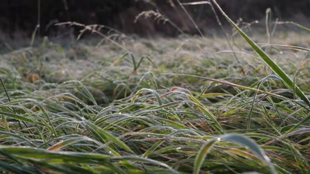 Beku tertutup rumput di padang rumput dengan tetes embun — Stok Video