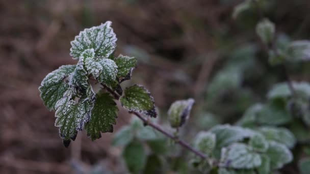 Beerenstrauch im Winter mit Frost bedeckt — Stockvideo