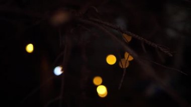 Işıklı Noel ağacı dalları