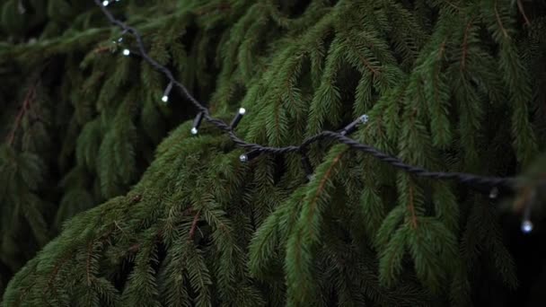 妖精の光で飾られたクリスマス松の木 — ストック動画