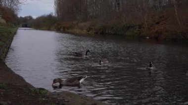 Kazlar ve ördekler kanalda yüzer.