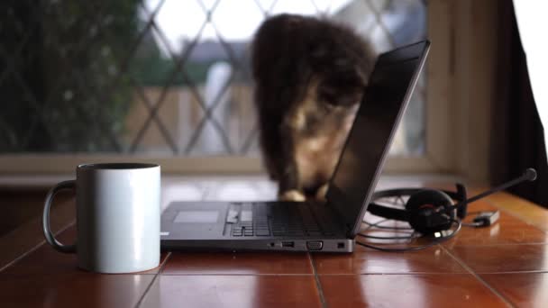 Trabalhando a partir de casa mesa com gato — Vídeo de Stock