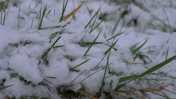 大雪过后的冬草 — 图库视频影像