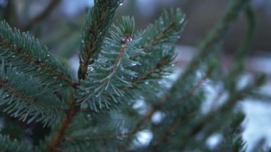 Kışın çam ağacı dalları ve çiy damlaları