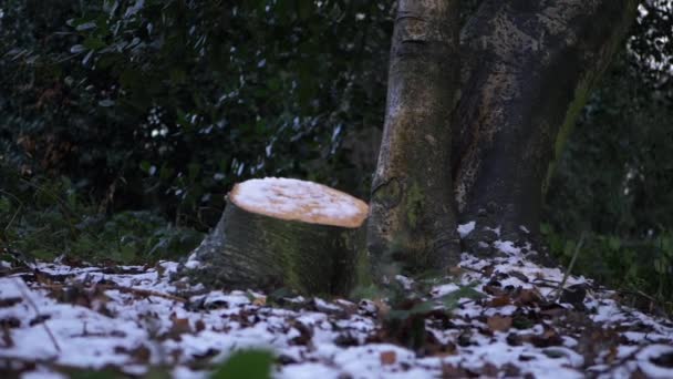 Gesnipperde boom in het bos na de winter sneeuw — Stockvideo