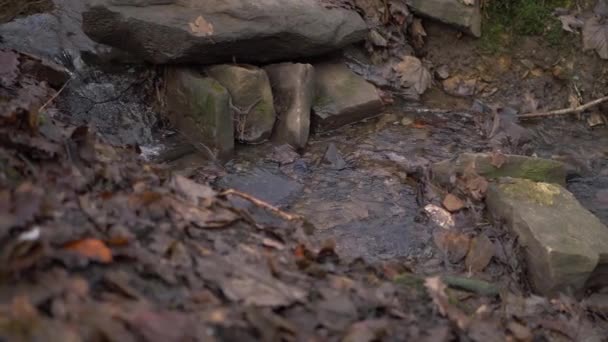 Природний дрібний потік води, що падає над камінням восени — стокове відео