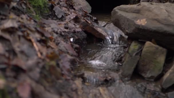 Natuurlijke ondiepe waterstroom die in de herfst over rotsen valt — Stockvideo