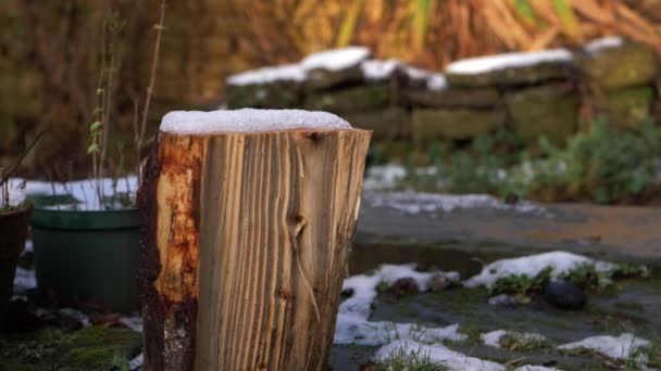 눈이 내린 뒤에는 겨울 정원에서 벌목을 한다 — 비디오