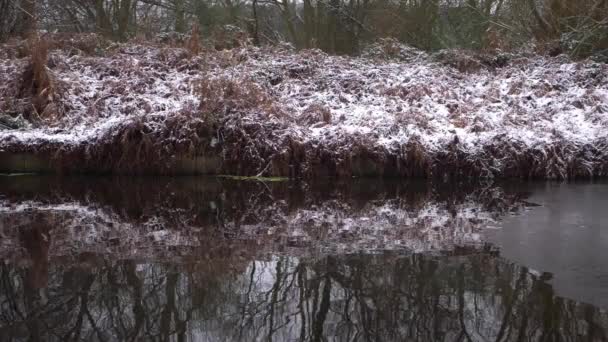 Hnědá zimní kapradí se odráží v zimním kanálu po sněžení — Stock video