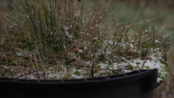Vernachlässigter Pflanztopf im Garten bei Schneefall — Stockvideo