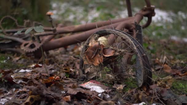 Rusty oude fiets gedumpt in bos — Stockvideo