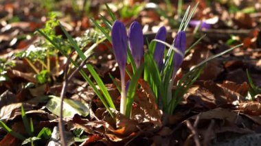 İlkbaharda açan bir grup leylak çiçeği.