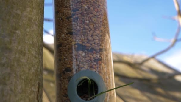Alimentador de pássaros com sementes pende de uma árvore — Vídeo de Stock