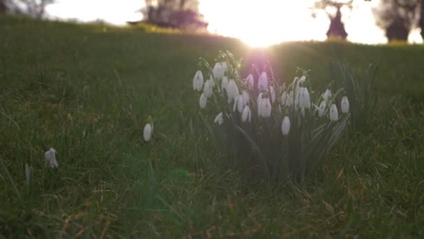 Flores de gota de neve crescem em um prado ao pôr do sol — Vídeo de Stock