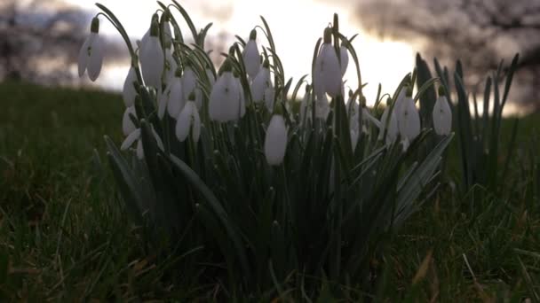 Flores de nieve crecen en un prado al caer la noche — Vídeo de stock