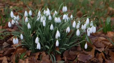 Ormandaki yaprakların arasında büyüyen kartopu çiçekleri.