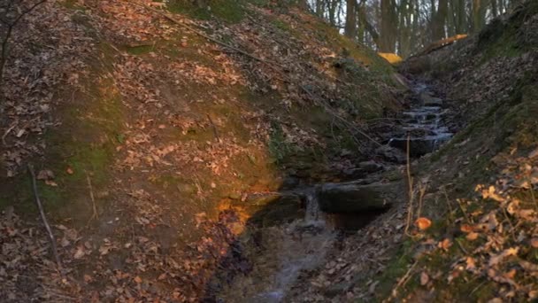Fluxo de água natural na floresta de outono — Vídeo de Stock