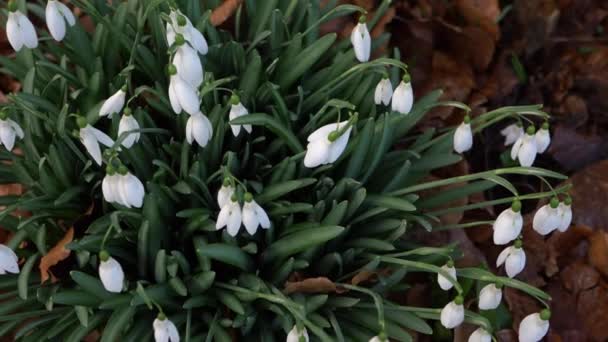 Hóvirág nő vadon az erdőben — Stock videók
