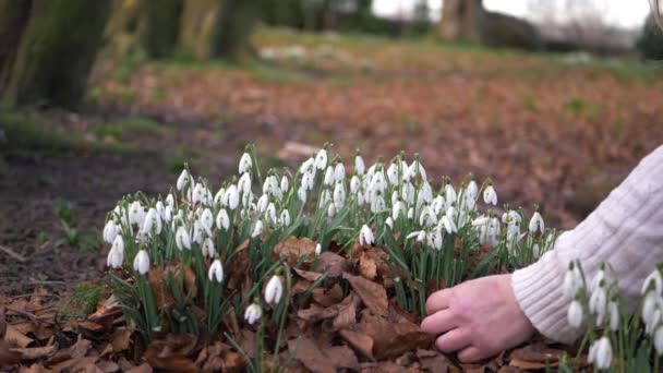 A nők hajlamosak hóvirág virágok a parkban — Stock videók