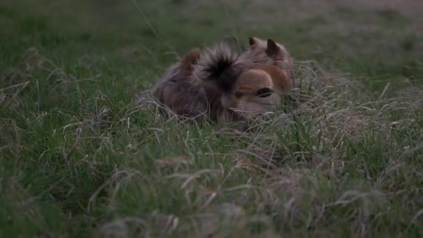Två söta terrier hundar markerar sitt territorium — Stockvideo