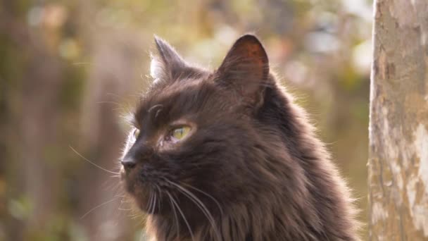 Tatlı uzun saçlı siyah kedi güneşli bahçenin tadını çıkarıyor — Stok video