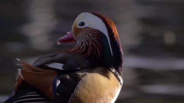 Mandarin ördeği kıyıda çevreye bakar