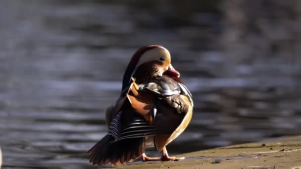 Mandarín pato macho por aseo junto al agua — Vídeo de stock