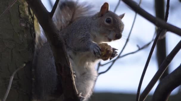 Ardilla en un árbol sosteniendo bocadillos y llamando — Vídeos de Stock