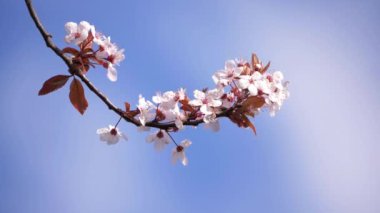 Mavi gökyüzüne karşı kiraz çiçeği