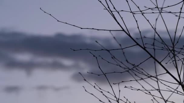 Lapso de tempo de galhos de árvores nuas contra nuvens cinzas — Vídeo de Stock