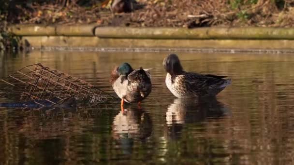 Mallard patos gallina y drake en la temporada de apareamiento — Vídeo de stock