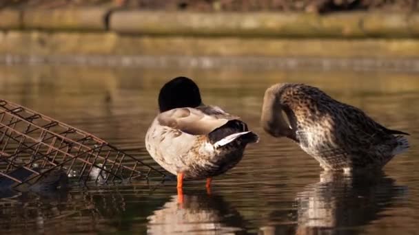 Stockenten Henne und Erpel zur Paarungszeit — Stockvideo