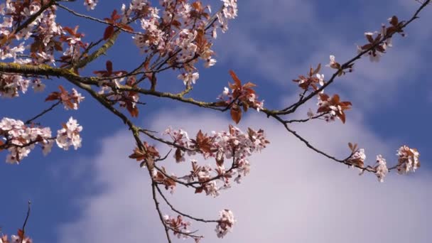 Fiori di ciliegio contro il cielo blu e le nuvole — Video Stock