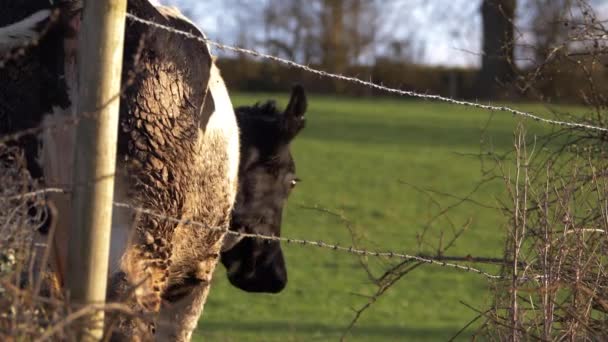 Modderige koe staat in landbouwgrond — Stockvideo