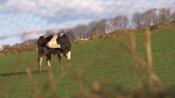 Çiftçi tarlasında inekler möö... — Stok video